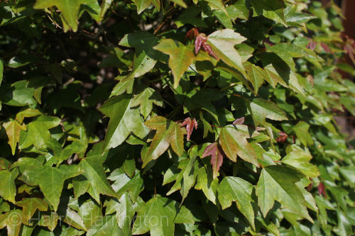 trident maple leaf
